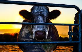 Cowspiracy: The Sustainability Secret