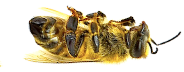 Le flupyradifurone, un néonicotinoïde qui tue les abeilles