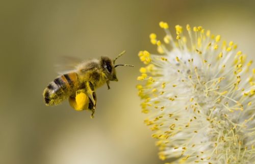 Vanishing honey bees